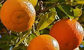 ORANGE HEALTH