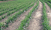 FARM HELLAS