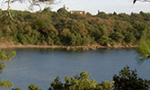 MERCOURI OLIVE GROVES